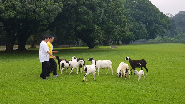 Jokowi dan Airlangga di Kebun Raya Bogor (Foto: Dok. Airlangga Hartarto)