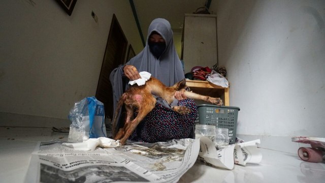 Hesti Sutrisno merawat 11 anjing dan 20 kucing (Foto: Helmi Afandi Abdullah/kumparan)