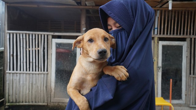 Hesti Sutrisno merawat 11 anjing dan 20 kucing. (Foto: Helmi Afandi Abdullah/kumparan)