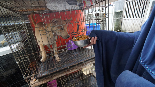 Hesti Sutrisno merawat 11 anjing dan 20 kucing. (Foto: Helmi Afandi Abdullah/kumparan)