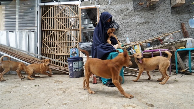 Hesti Sutrisno merawat 11 anjing dan 20 kucing. (Foto: Helmi Afandi Abdullah/kumparan)
