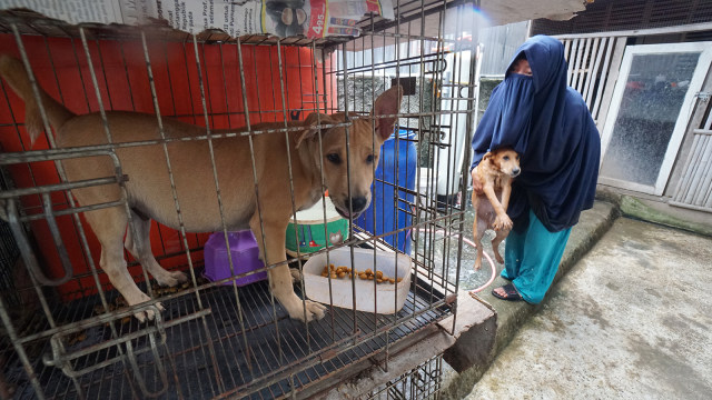 Hesti Sutrisno merawat 11 anjing dan 20 kucing. (Foto: Helmi Afandi Abdullah/kumparan)