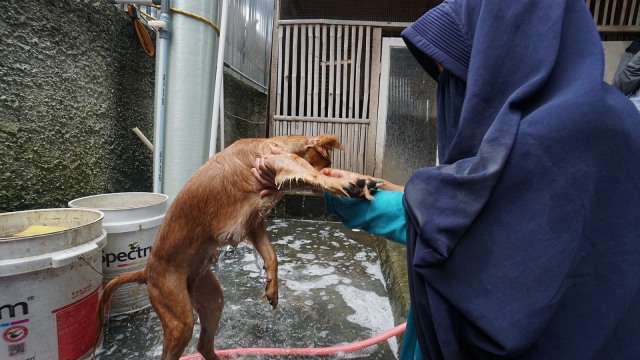 Hesti Sutrisno merawat 11 anjing dan 20 kucing. (Foto: Helmi Afandi Abdullah/kumparan)