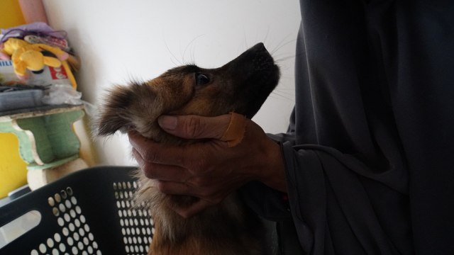 Hesti Sutrisno merawat 11 anjing dan 20 kucing. (Foto: Helmi Afandi Abdullah/kumparan)