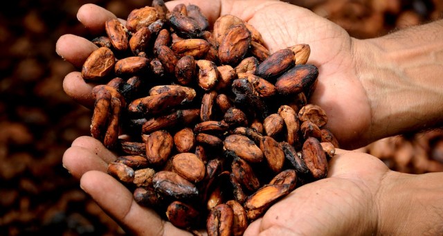 Biji Cokelat: Dari Indonesia untuk Dunia 