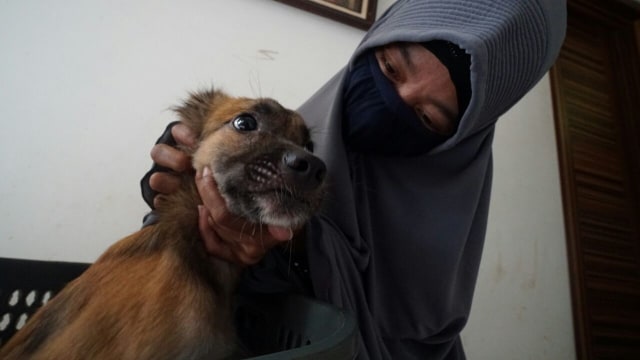 Hesti Sutrisno merawat 11 anjing dan 20 kucing (Foto: Helmi Afandi/kumparan)