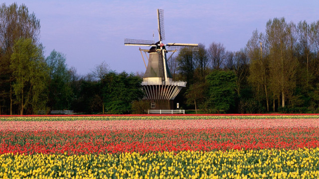 Pemandangan Keukenhof yang indah (Foto: Flickr/Зеленская Анна)