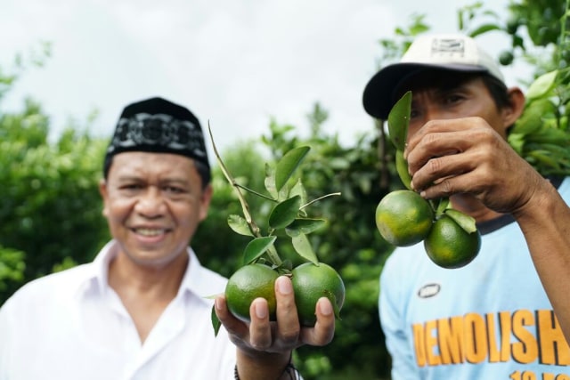Kang Anton Siap Tingkatkan Kualitas Jeruk Garut Dengan Program Jabar Seubeuh