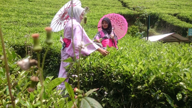 Abadikan Momen Piknik dengan Kimono Ala Jepang di Kebun Teh Kaligua (1)