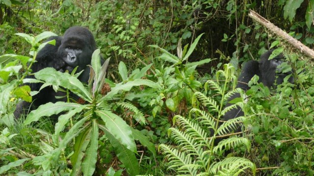 Anak-anak gorila (Foto: Dian Fossey Gorilla Fund)