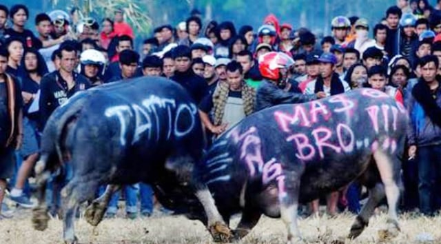 Mapasilaga Todong, Rangkaian Panjang Prosesi Kematian Bangsawan Tana Toraja