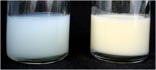 Foremilk (kiri) dan hindmilk (kanan) ASI. (Foto: https://aimi-asi.org)