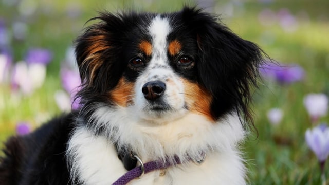 Ilustrasi binatang peliharaan. (Foto: Pixabay)