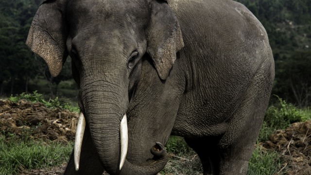 Konservasi Gajah Riau (Foto: FB Anggoro/ANTARA FOTO)