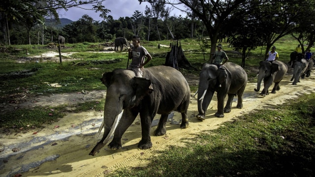 Konservasi Gajah Riau (Foto: FB Anggoro/ANTARA FOTO)