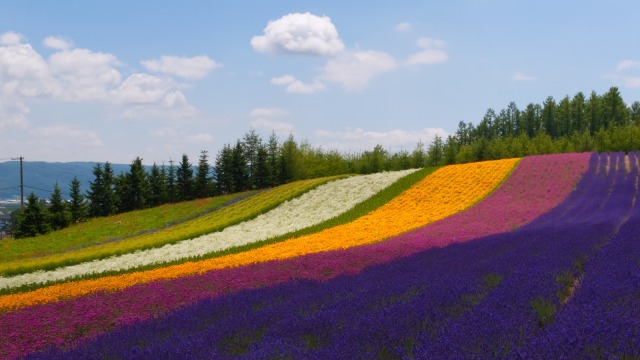 Hamparan bunga di Farm Tomita. (Foto: Flickr/Super Mitchy)