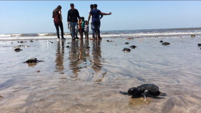 Penyu lekang di Pantai Versova. (Foto: Afroz Shah via Twitter)