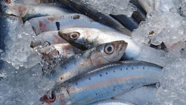 Ikan sarden kaya akan protein. (Foto: Pixabay)
