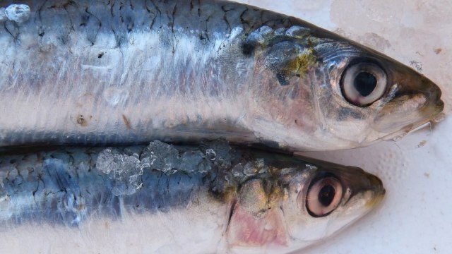 Ikan sarden  mencegah penyakit jantung (Foto: Pixabay)