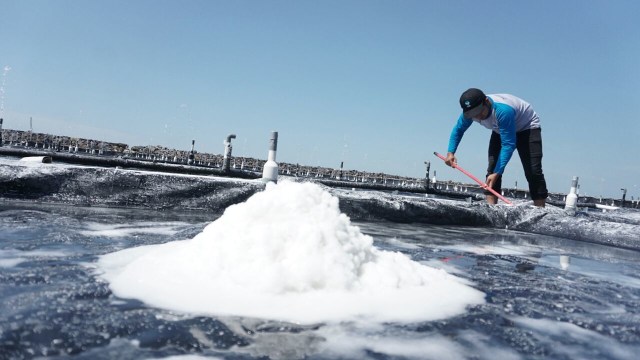 Tambak garam sistem bestekin (Foto: Jamal Ramadhan/kumparan)