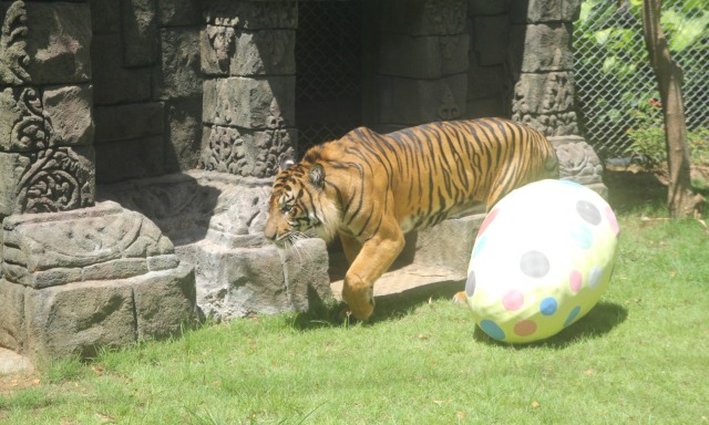 Melihat Lemur dan Harimau Berburu Telur Paskah