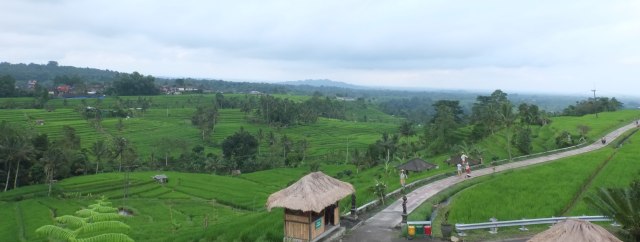 Menikmati Jatiluwih, Pilihan Obama saat ke Bali