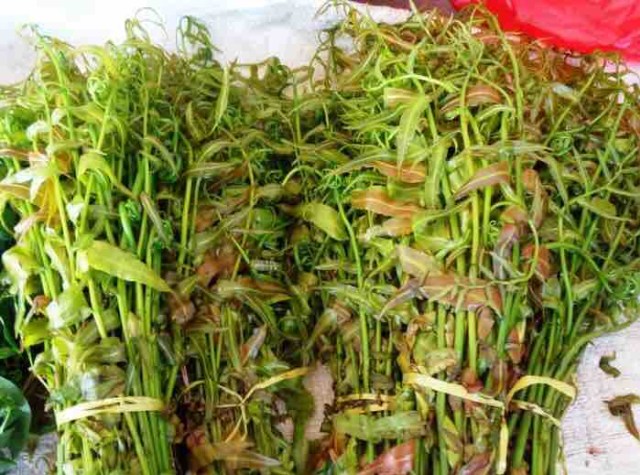 Kelakai, Sayuran Khas Rawa Gambut Perangsang Produksi ASI