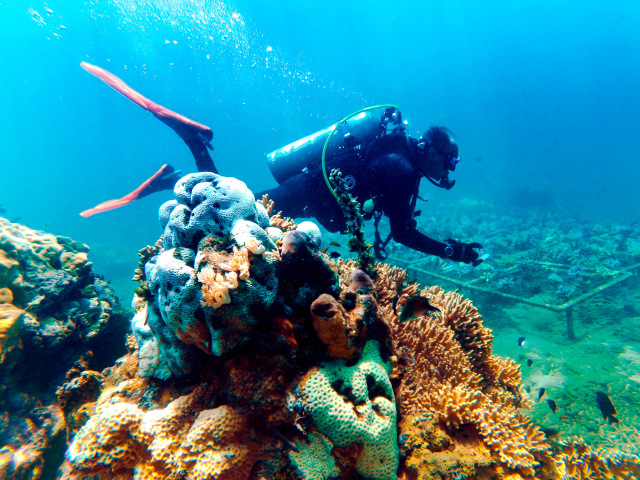 com-Bawah Laut Banyuwangi (Foto: Pemkab Banyuwangi)