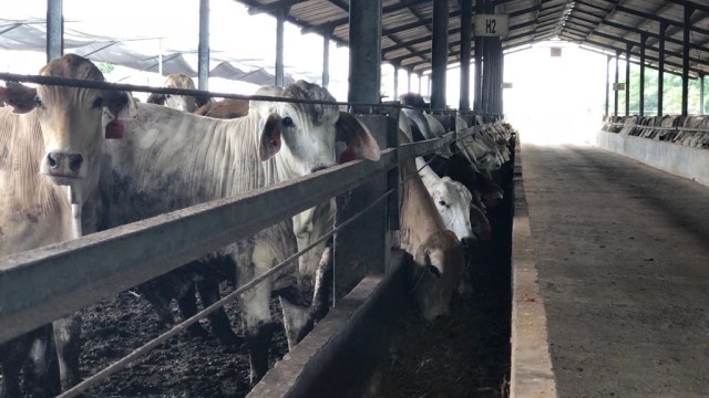 Peternakan sapi atau feedlot. Foto: Arifin Asydhad/kumparan