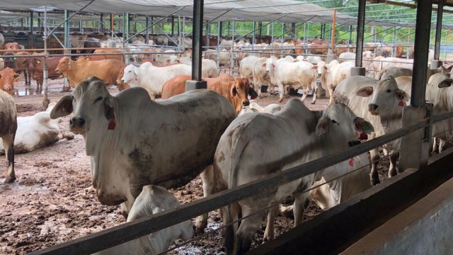 Peternakan sapi atau feedlot. (Foto: Arifin Asydhad/kumparan)