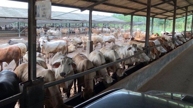Peternakan sapi atau feedlot. (Foto: Arifin Asydhad/kumparan)