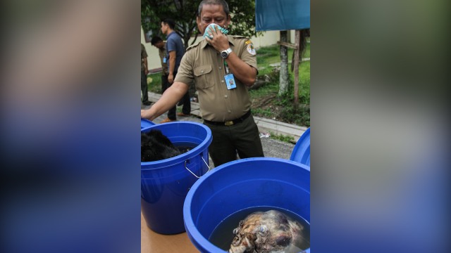 Beruang madu dibantai di Riau. (Foto: Rony Muharrman/ANTARA)