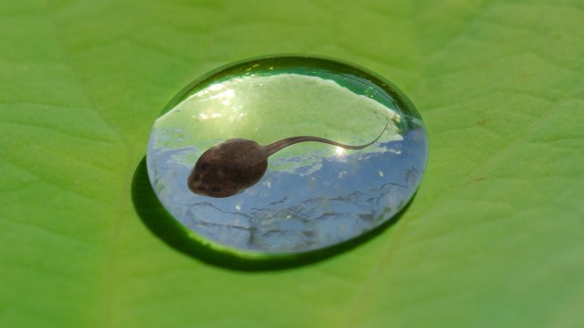 Ilustrasi kecebong. (Foto: Pixabay)