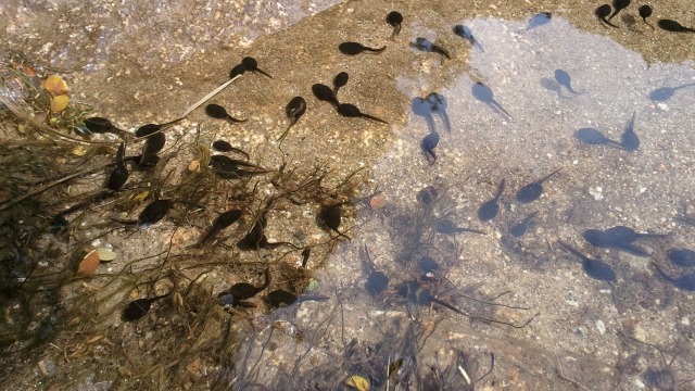 Ilustrasi kecebong. (Foto: Pixabay)