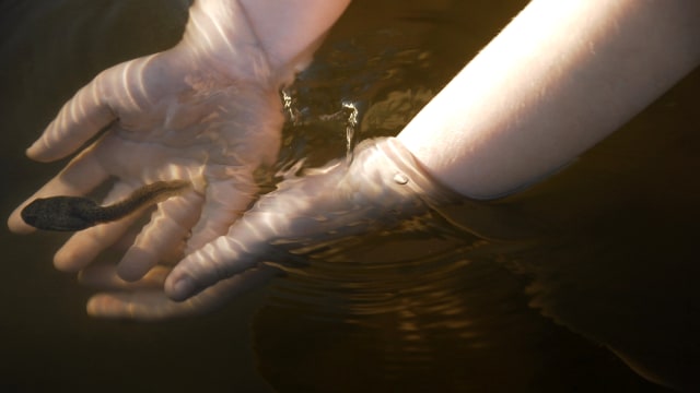 Ilustrasi kecebong. (Foto: Pixabay)