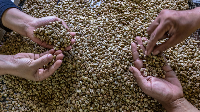 Biji kopi Foto: ANTARA FOTO/Aji Styawan