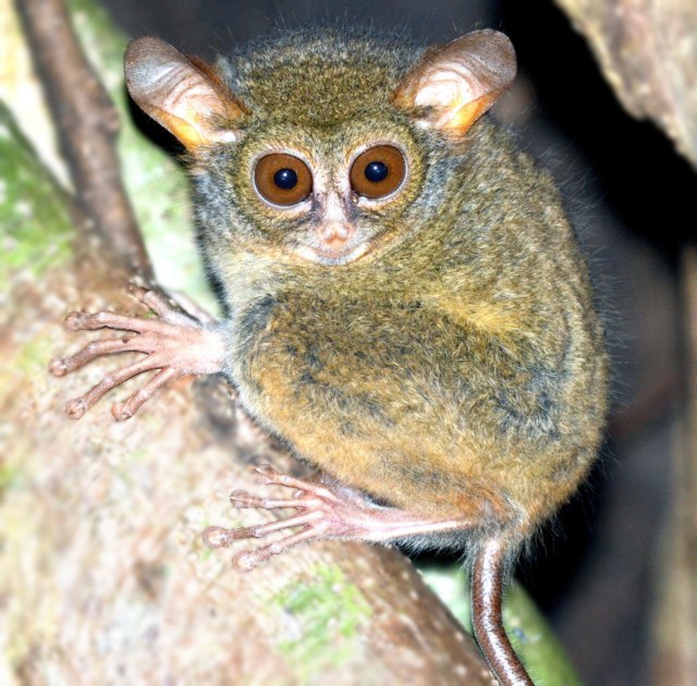 Tarsius supriatnai. (Foto: Alfrets Masala/Shekelle/Primate Conservation)
