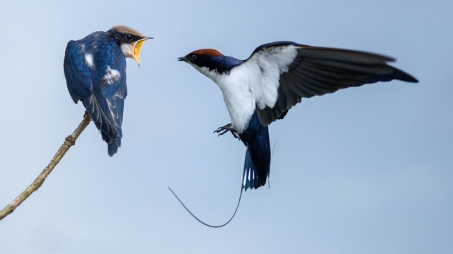 Ilustrasi burung (Foto: Manojiritty/Wikimedia Commons)