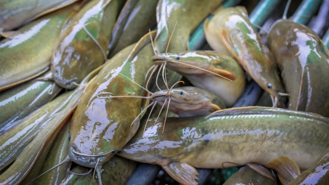 Ilustrasi ikan lele. (Foto: Thinkstock)