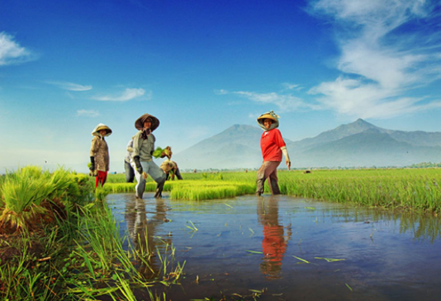 Menyederhanakan Minat Investasi dan Persoalan Petani dalam Satu Aplikasi (1)