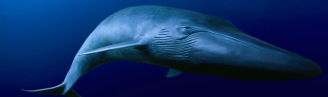 Alasan Ikan Paus Berukuran Sangat Besar