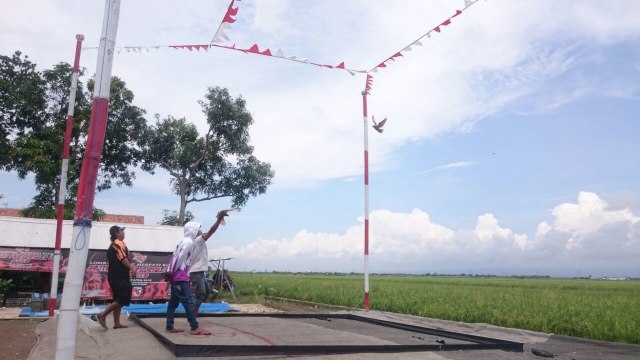 Asal Usul Lomba Merpati Kolong yang Pertama Dikenalkan di Brebes
