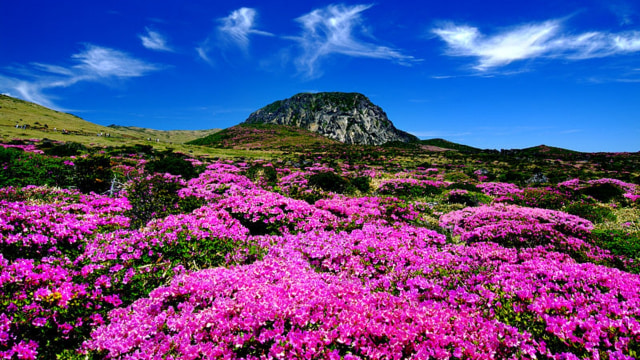 Gunung Hallasan. (Foto: Wikimedia Commons)