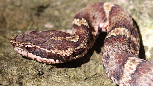 Ular Xitomi Tanakaga tegadi