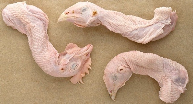 5 Bagian Tubuh Ayam ini Sebaiknya Jangan Sering Dimakan (3)
