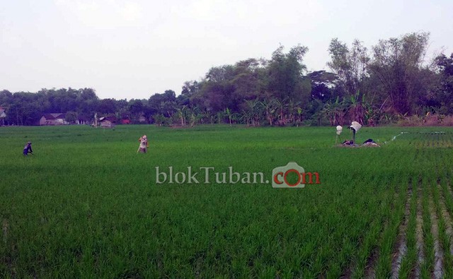 Parah! 3 Faktor ini Jadi Penyebab Gagal Panen