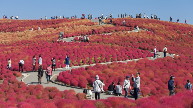 Hitachi Seaside Park. (Foto: Flickr/Yosuke Yamada )