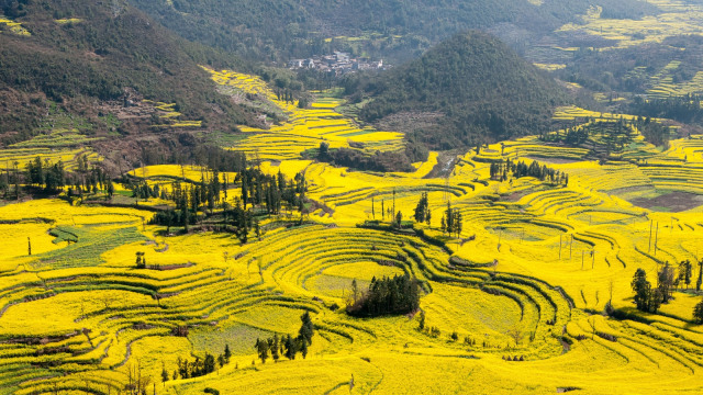 Canola Flowers Filed. (Foto: Flickr/joaomc12)