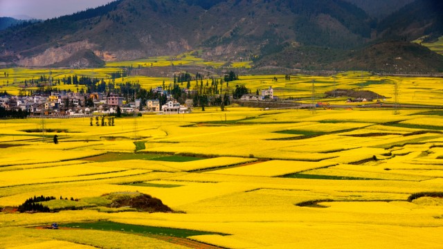 Canola Flowers Filed. (Foto: Flickr / Roy Choi)