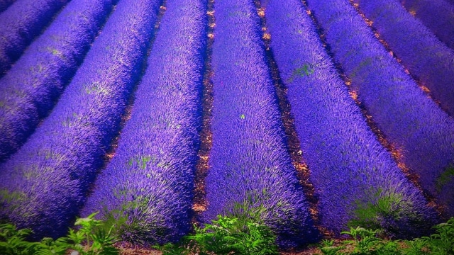 Lavender Field. (Foto: Flickr/ROBA66)
